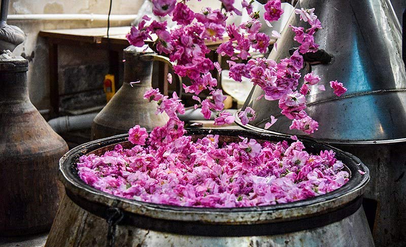 گلاب گیری سنتی در دیگ در کاشان - سفر در اردیبهشت