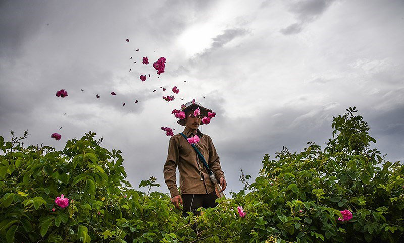 کشاورز در حال چیدن گل محمدی در مزارع کاشان - سفر در اردیبهشت
